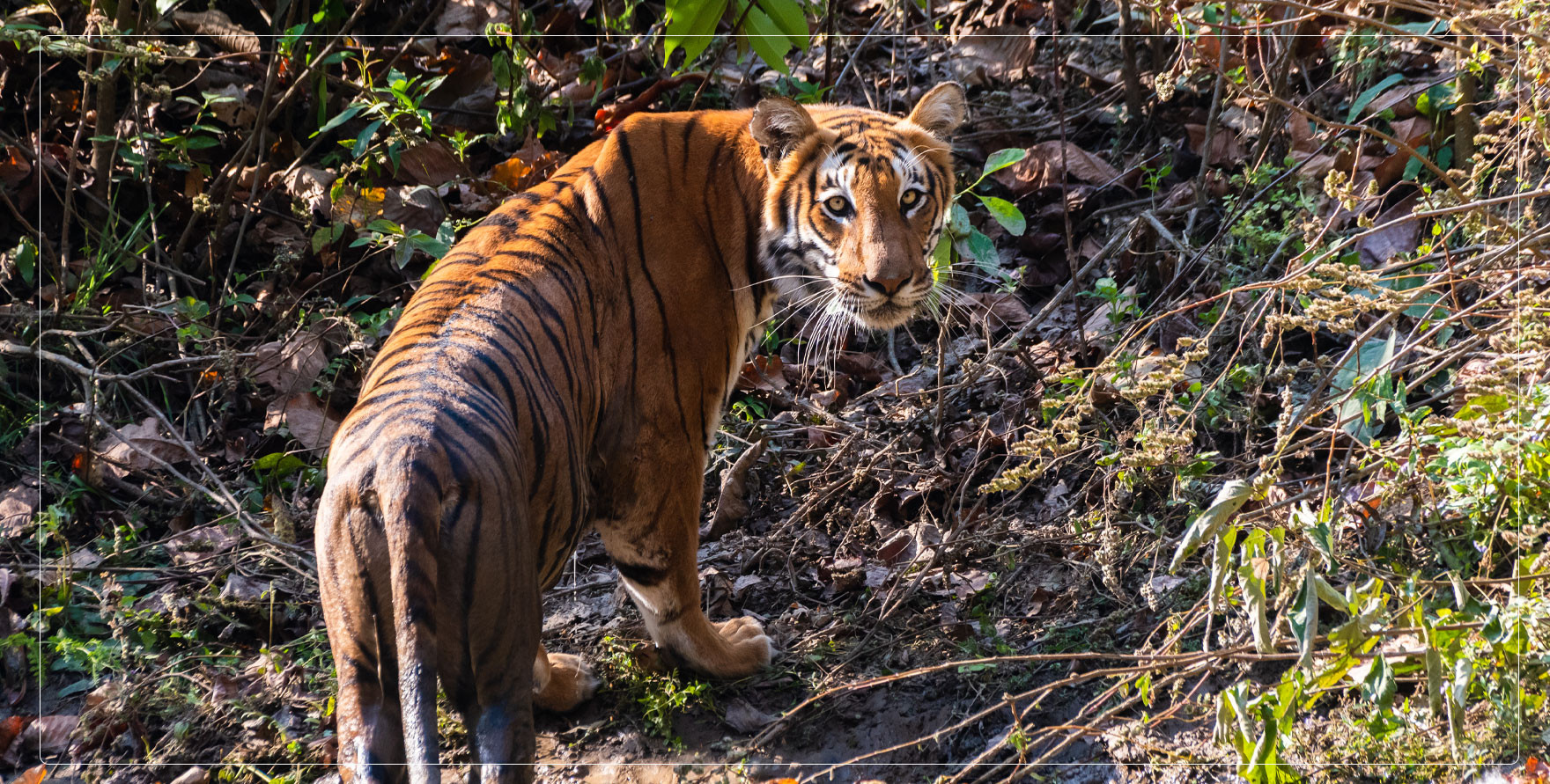 deepak rajbangshi-wildlife photographer-photo-tiger-bardiya 61706920350.jpg
